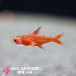 Preview: Feuersalmler / Funkensalmler, Hyphessobrycon amandae XL